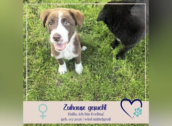 Evelina - neugierig durchs Leben mit Dir ?