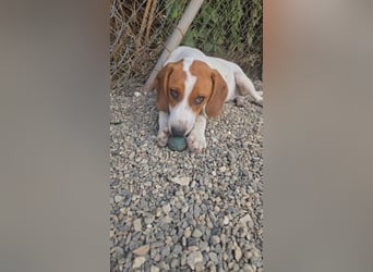 Lissy - sucht Dich für liebevolle Erziehung und für ihr Foreverhome