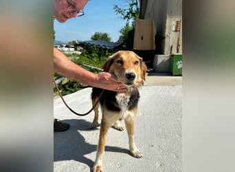 Ella - fröhliche junge Hündin - sucht Dich - genau Dich