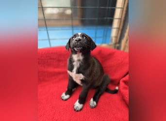 Dolce - süss, fröhlich und zugänglich - sucht genau dich - ja dich