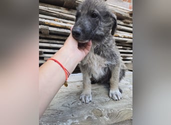 Illay - sucht seine Familie - bist du es ?