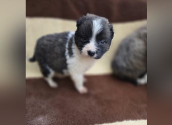 Zadie - darf ich bei dir ankommen und ein Teil deiner Familie werden