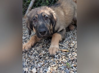 Dilara - fröhliches und offenes Hundemädchen sucht Dich