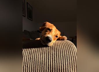 Lani - sucht ihr wahres Happy End - gelehrige Junghündin