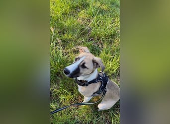 Lilly - will endlich ihr eigenes Für immer Zuhause - ja für immer bitte