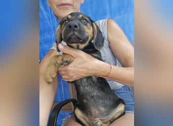 Romeo sucht bei Dir sein Körbchen oder eigens Bett für Immer