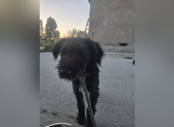 Leon - mit seinem treuen Hundeblick, sucht er ein Zuhause bei Dir