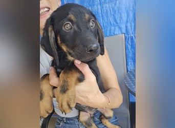 Russel - willst du mit mir gemeinsam wachsen und mir ein Forever Home geben ? Ja Du
