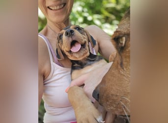 Gwenita - sucht dich für ein liebevolles Zuhause - ihr Köfferchen für dich hat sie gepackt
