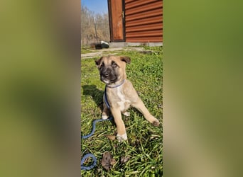 Winnie - kleines Welpenmädchen freut sich auf Dich zum Quatschmachen