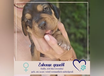 Gwenita - sucht dich für ein liebevolles Zuhause - ihr Köfferchen für dich hat sie gepackt
