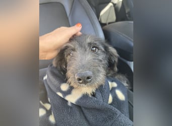 Leon - mit seinem treuen Hundeblick, sucht er ein Zuhause bei Dir