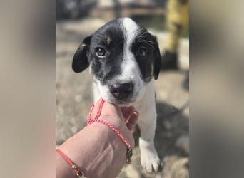 Bingo - sucht ein warmes Körbchen und vieeeel Liebe