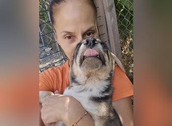 Jette - bezauberndes Wesen erobert die Herzen im Sturm - Dich auch ?