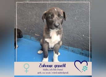 Dana - Welpenmädchen sucht dich - für ihr Foreverhome
