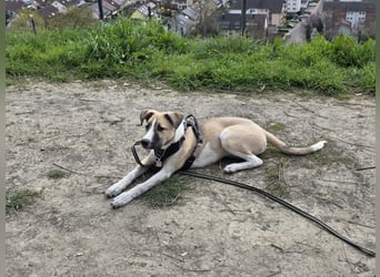Lilly - will endlich ihr eigenes Für immer Zuhause - ja für immer bitte