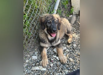 Dilara - fröhliches und offenes Hundemädchen sucht Dich