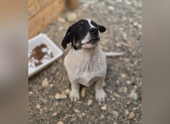 Bingo - sucht ein warmes Körbchen und vieeeel Liebe