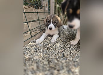 Josie - sucht ein Zuhause voller Liebe, Wärme und Menschen die sie glücklich macht