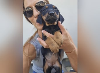 Suki - Abenteurer sucht Dich - mit viel Liebe, Geduld und Verantwortungsbewusstsein