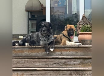 Zayden - sucht sein Foreverhome bei dir - er ist ein toller Wegbegleiter für dich