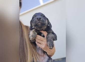 Suri - sucht Dich für gemeinsame Abenteuer, Liebe, Geduld und wichtig ein für Immer-Zuhause