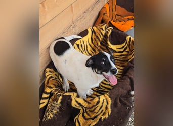 Bingo - sucht ein warmes Körbchen und vieeeel Liebe