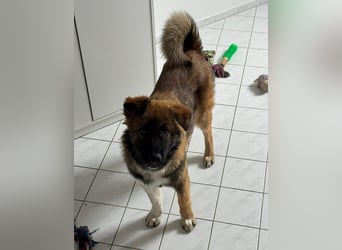 Zayden - sucht sein Foreverhome bei dir - er ist ein toller Wegbegleiter für dich