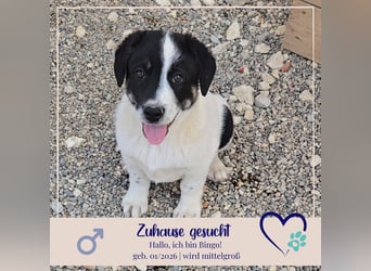 Bingo - sucht ein warmes Körbchen und vieeeel Liebe