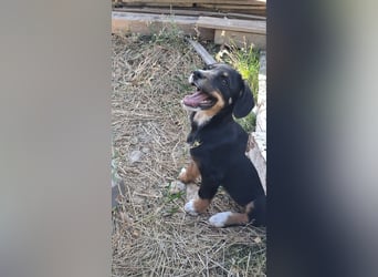 Pumpkin - sucht Dich für eine Freundschaft fürs Leben