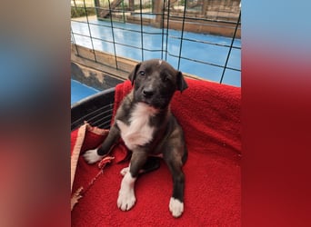 Dana - Welpenmädchen sucht dich - für ihr Foreverhome