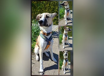 Lilly - will endlich ihr eigenes Für immer Zuhause - ja für immer bitte