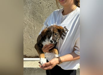 Maja - offene, lebensfrohe kleine Hündin sucht Dich - ja Dich