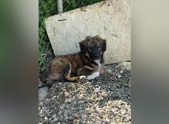 Daria - sanfte und liebe Hündin sucht dich