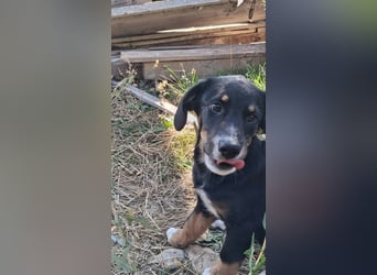 Pumpkin - sucht Dich für eine Freundschaft fürs Leben