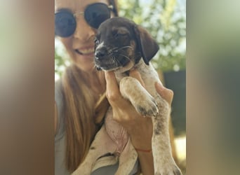 Sabrina, Abenteuer Junghund für Dich ?