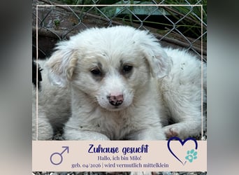 Milo - sucht dich für gemeinsame Abenteuer des Lebens