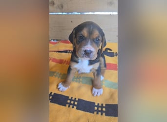 Georgie - sucht bei Dir ein Zuhause mit Liebe, Geborgenheit und ein willkommener Platz