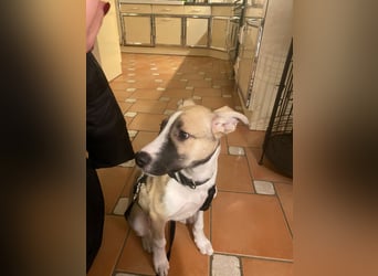 Lilly - süsse Junghündin - die Herzen schmelzen bei ihr