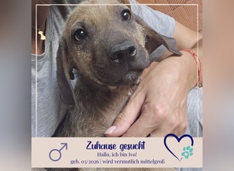 Ivo - sucht ein liebevolles Zuhause - bei Dir ?