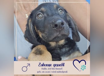 Russel - willst du mit mir gemeinsam wachsen und mir ein Forever Home geben ? Ja Du
