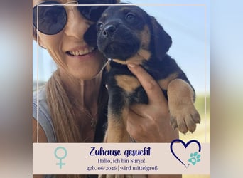 Surya - sucht Dich - der ihr zeigt was man fürs Leben wissen muss