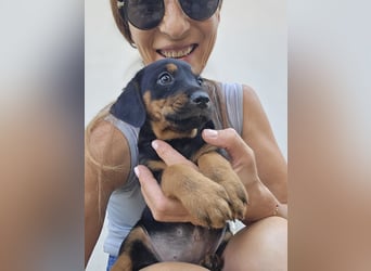 Suki - Abenteurer sucht Dich - mit viel Liebe, Geduld und Verantwortungsbewusstsein