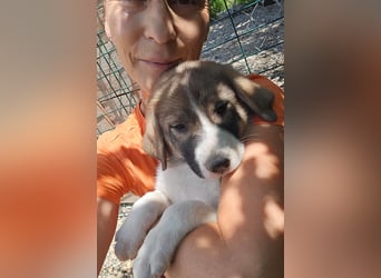 Josie - sucht ein Zuhause voller Liebe, Wärme und Menschen die sie glücklich macht