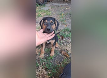 Romeo sucht bei Dir sein Körbchen oder eigens Bett für Immer