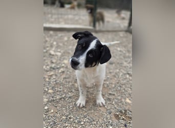 Bingo - sucht ein warmes Körbchen und vieeeel Liebe