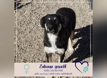 Fidi - sucht noch ihr Zuhause Fidi - sucht noch ihr Zuhause