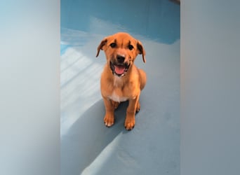 Nesya - sucht ihr Forever Home - bei Dir ?