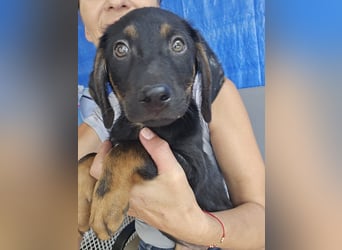 Russel - willst du mit mir gemeinsam wachsen und mir ein Forever Home geben ? Ja Du