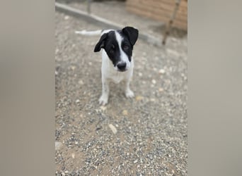 Bingo - sucht ein warmes Körbchen und vieeeel Liebe